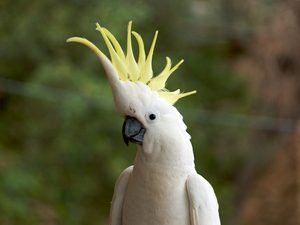Sárgabóbitás kakadu élénksárga bóbitával és fehér tollazattal.